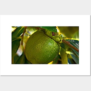 Bright Green Persimmon on the Tree Posters and Art